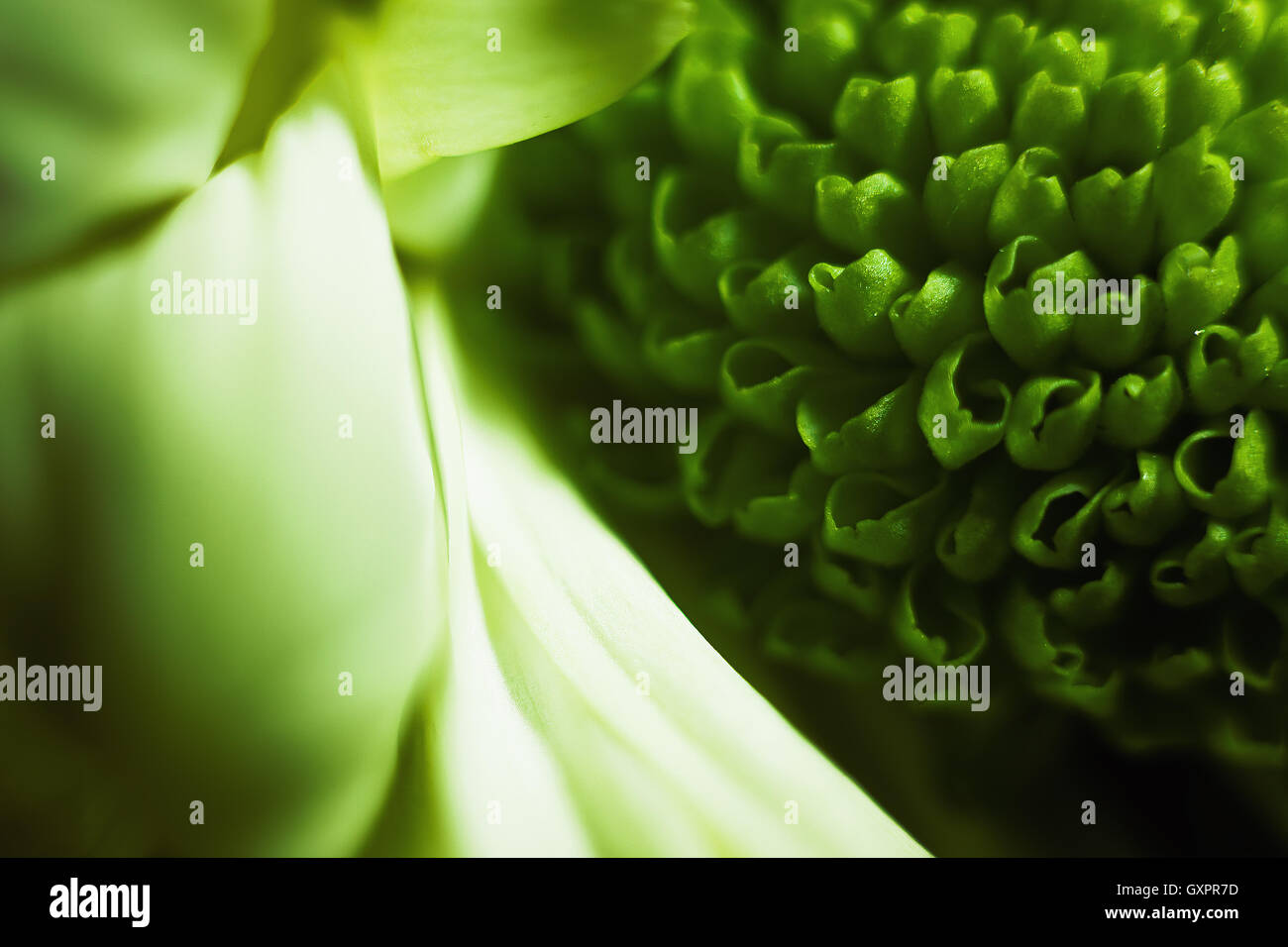 Vista ingrandita dei petali di un fiore, piccola parte sfocata illuminata e ingrandita. Foto Stock