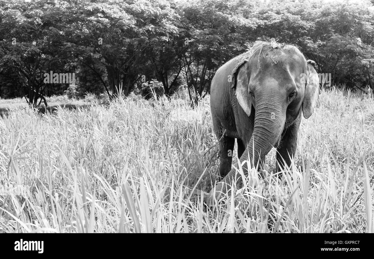 Elefante in campo in erba Foto Stock