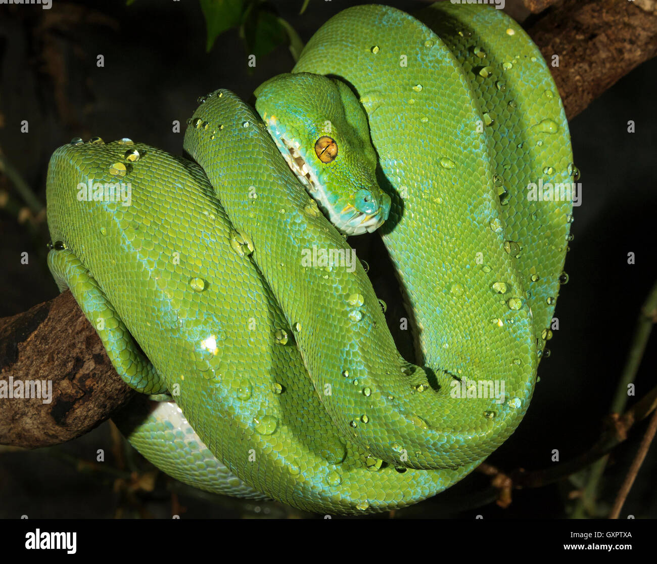 Python di albero verde (Morelia viridis), prigioniero (nativo di Indonesia, Nuova Guinea, Australia) Foto Stock