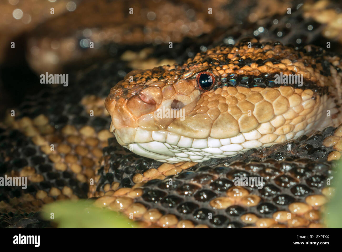 Sud Americana Bushmaster (Lachesis muta) ritratto, captive (nativi in Sud America) Foto Stock