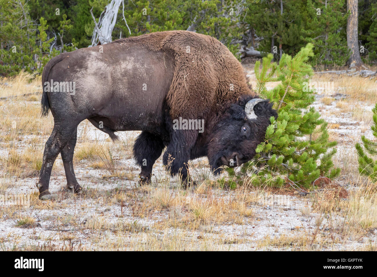 Voce maschile i bisonti americani (Bison bison) graffiare la testa su un po' di abete rosso, il Parco Nazionale di Yellowstone, Wyoming USA Foto Stock