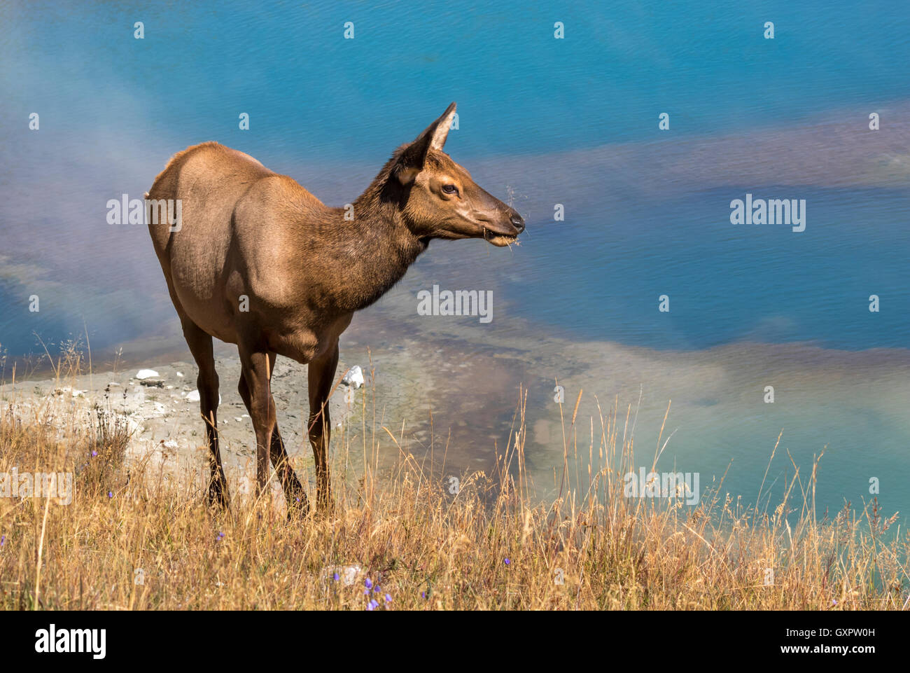 American elk (Cervus canadensis) pascolando vicino a una sorgente termale, il Parco Nazionale di Yellowstone, Wyoming USA Foto Stock