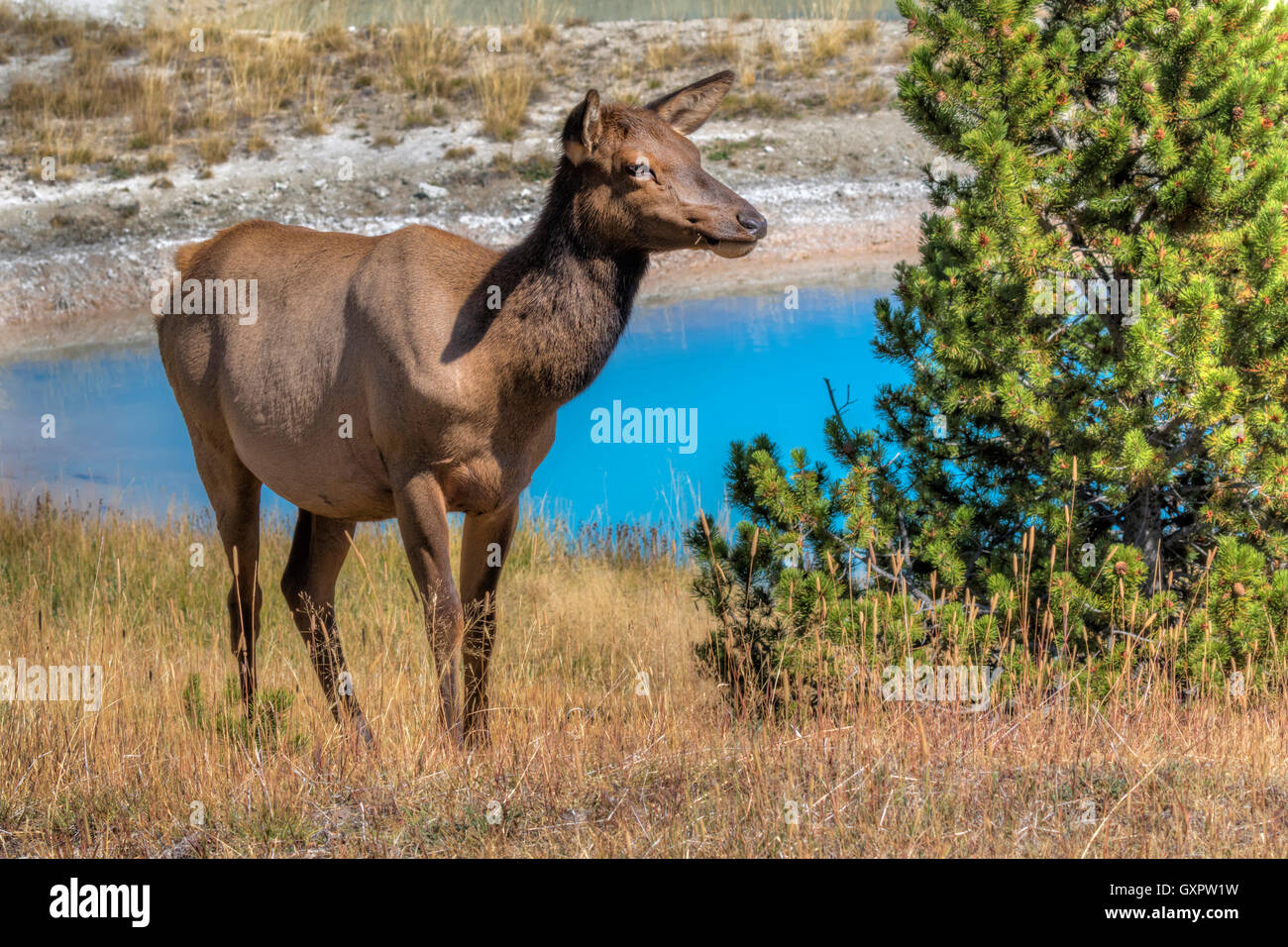 American elk (Cervus canadensis) femmina pascolando vicino a una sorgente termale, il Parco Nazionale di Yellowstone, Wyoming USA Foto Stock
