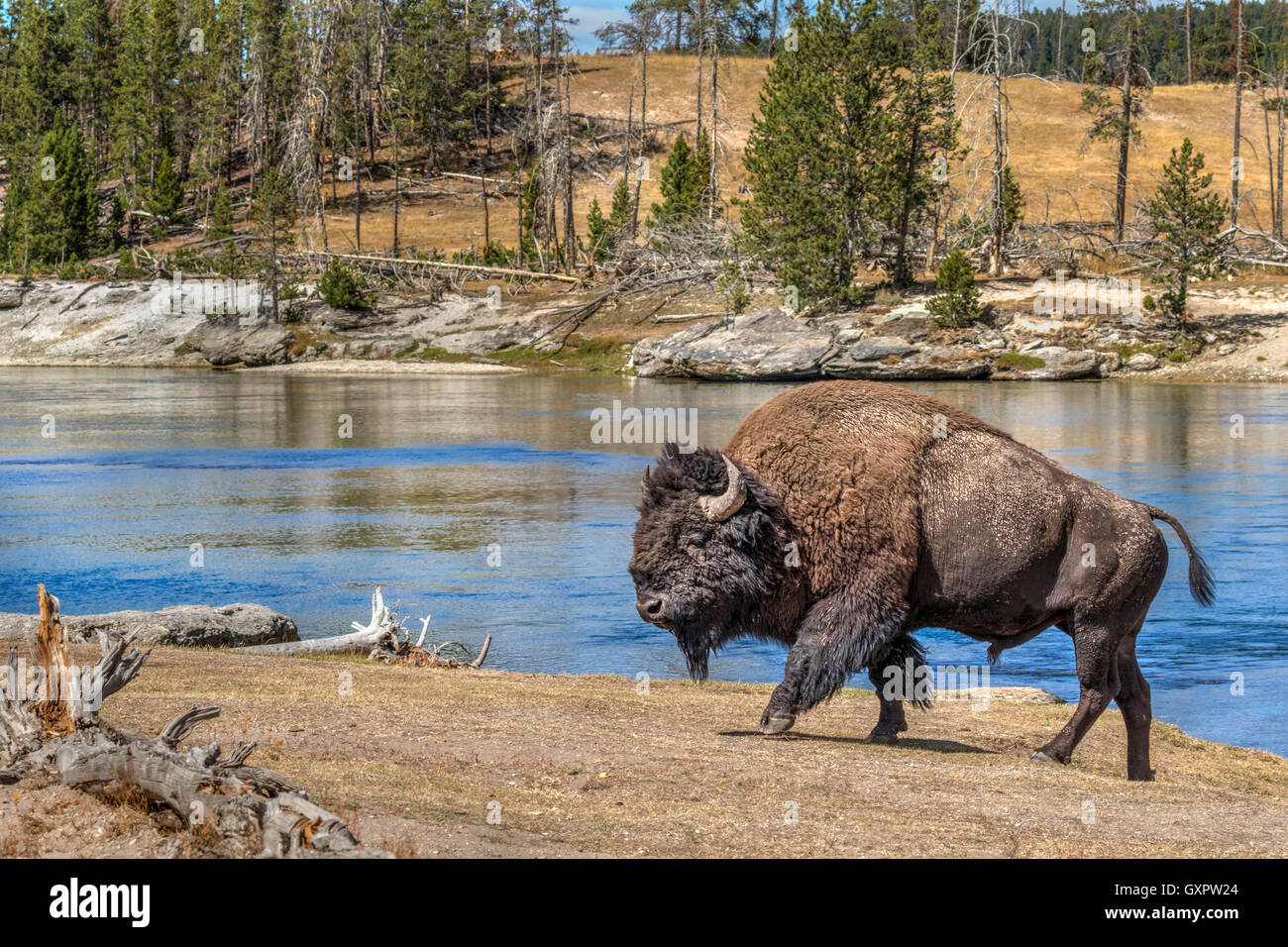 Voce maschile i bisonti americani (Bison bison) vicino al fiume Yellowstone, il Parco Nazionale di Yellowstone, Wyoming negli Stati Uniti. Foto Stock