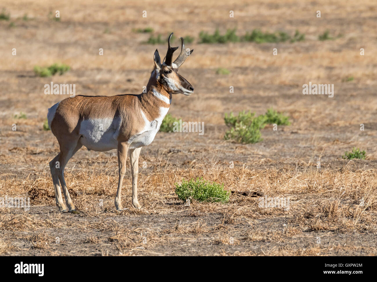 Maschio (pronghorn Antilocapra americana) nella highland prairie, Grand Teton National Park, Wyoming USA Foto Stock