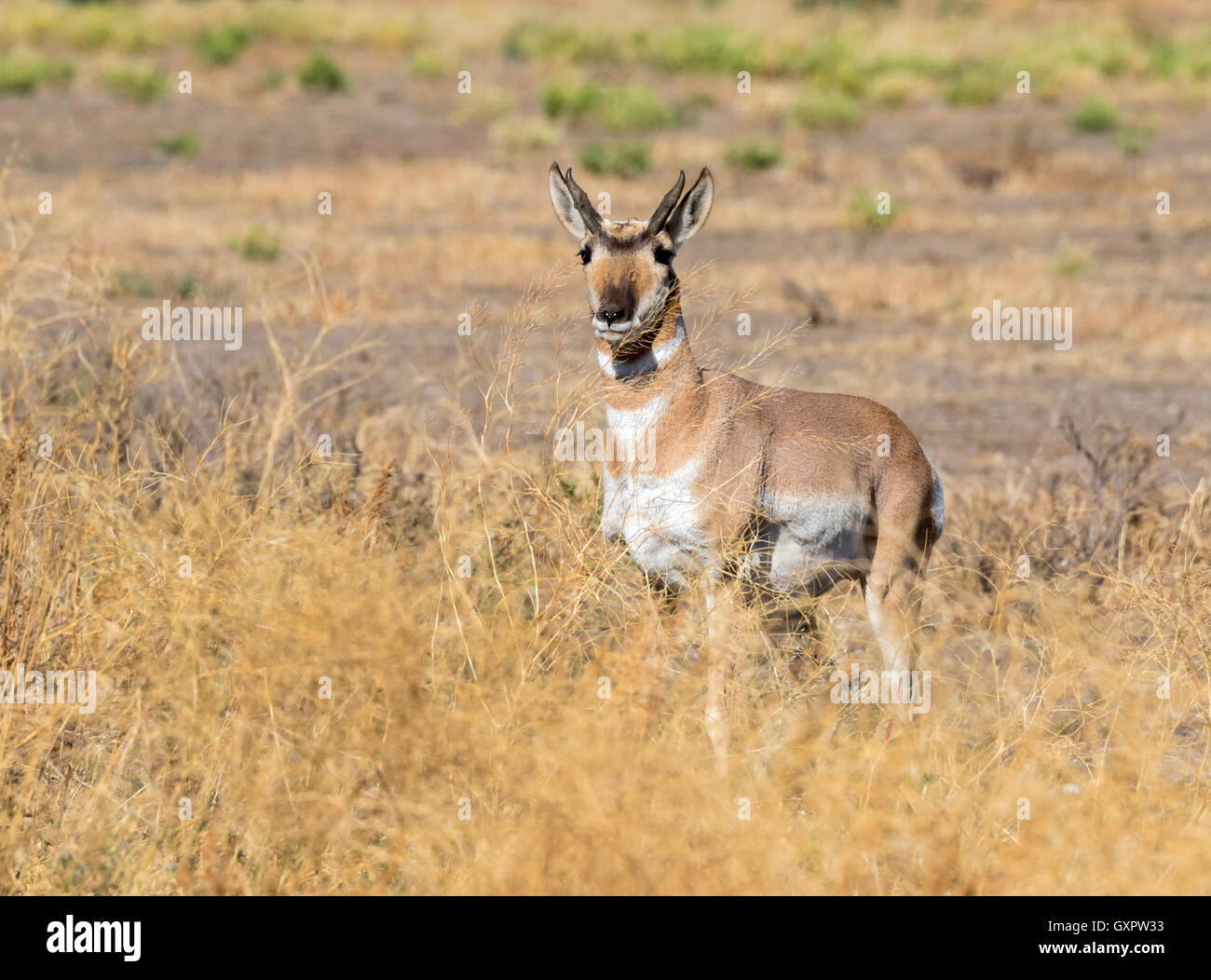 Pronghorn (Antilocapra americana) nella highland prairie, Grand Teton National Park, Wyoming USA Foto Stock