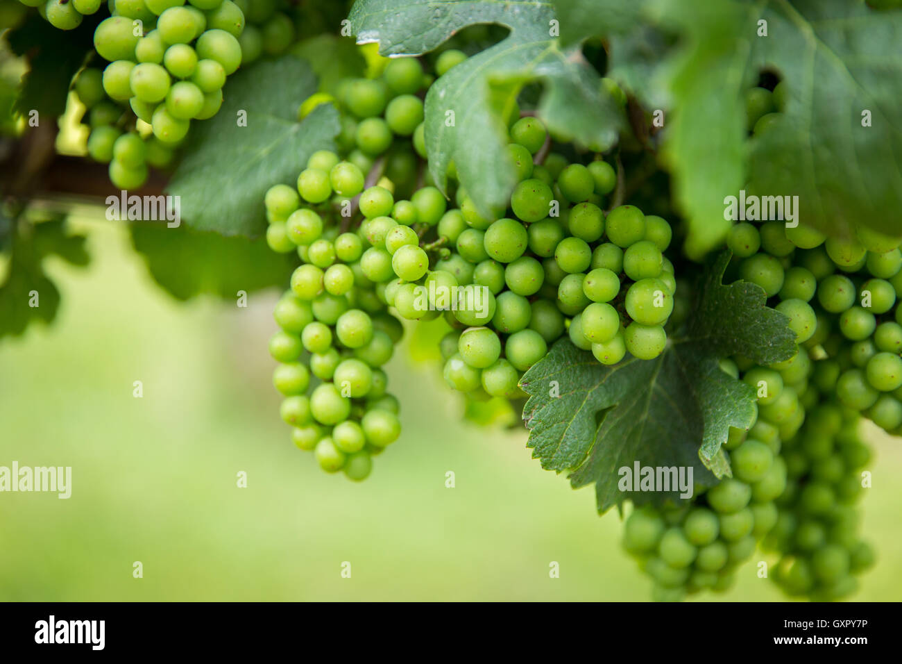 Vino uva sulla vite Foto Stock