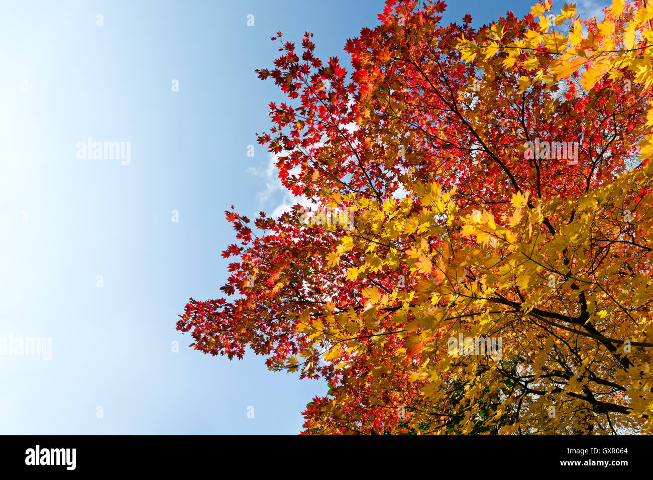 Acero Rosso fogliame degli alberi contro il cielo blu Foto Stock