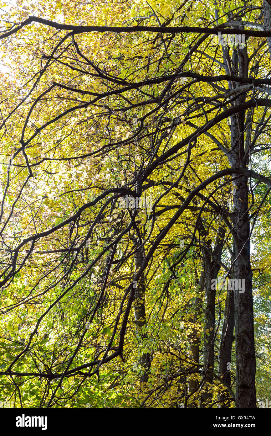 In autunno gli alberi forestali con bright foglie colorate Foto Stock