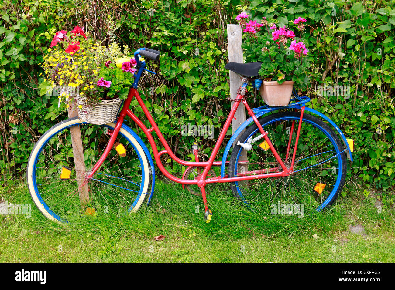 Fahrrad, Blumen, Ruegen Foto stock - Alamy