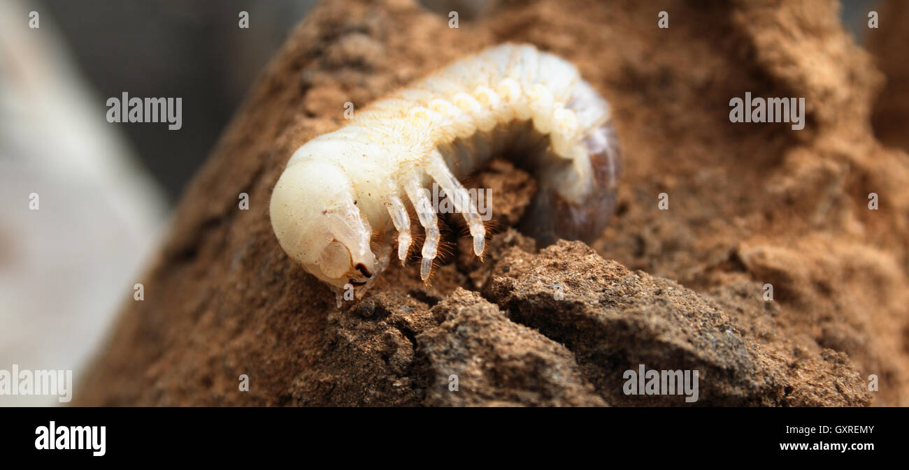 Big larva di maggio-bug in sterco Foto Stock