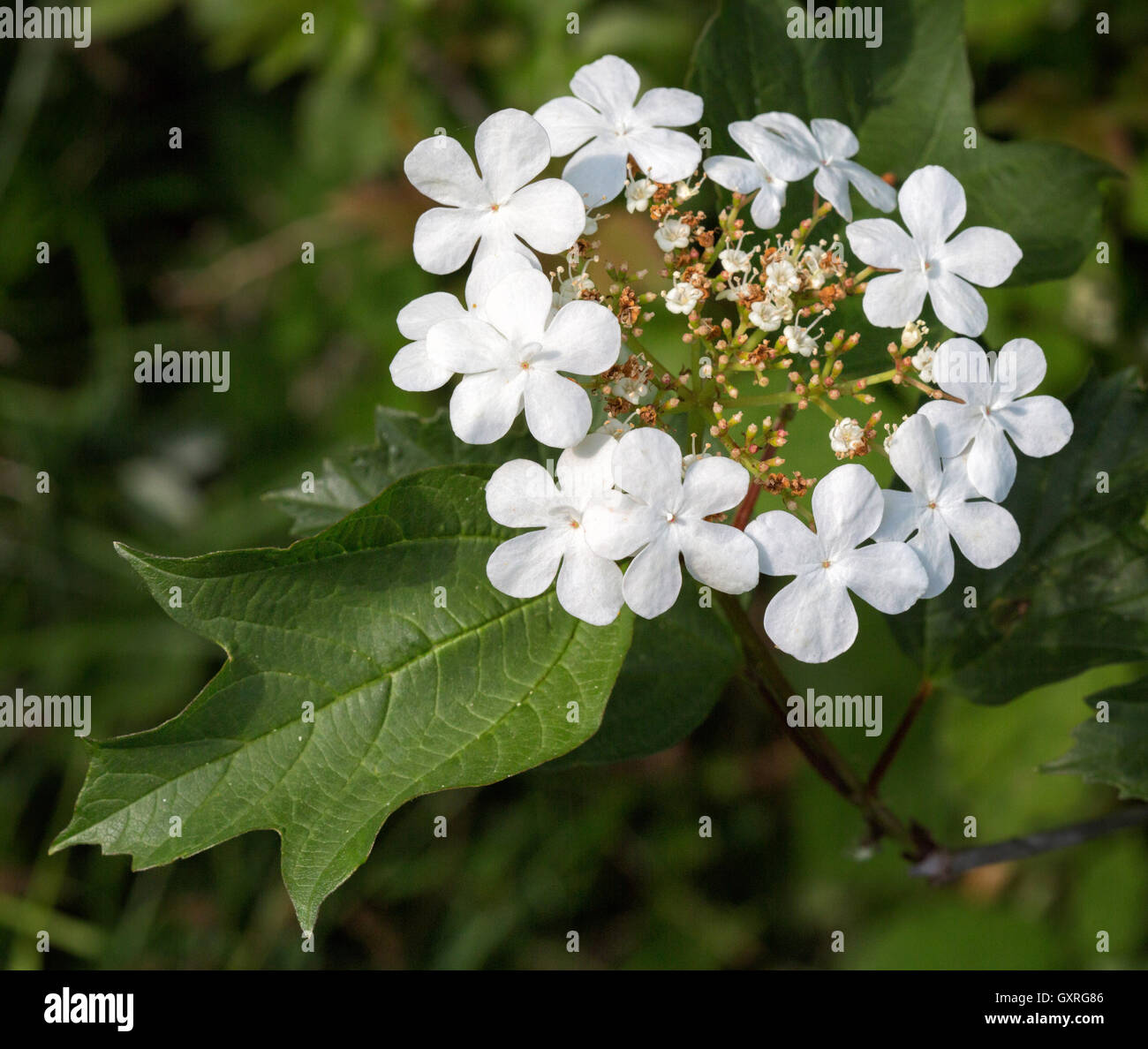 Rosa viburno Viburnum opulus con piccoli fiori bianchi e bianco grande brattee sterili sul bordo di un bosco di Somerset REGNO UNITO Foto Stock