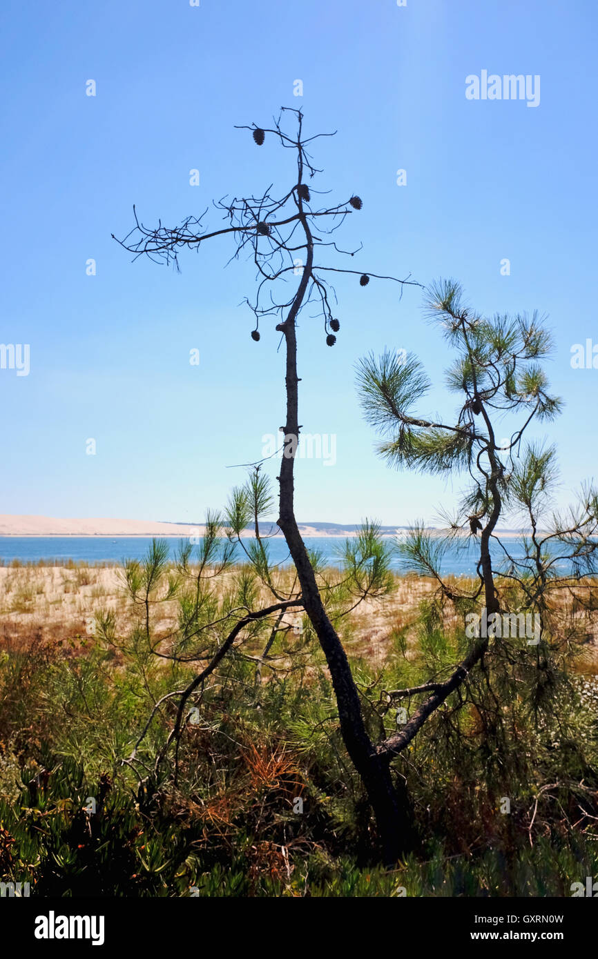 Alberi di pino a Cap Ferret spiaggia sulla costa atlantica della Francia Europa Foto Stock