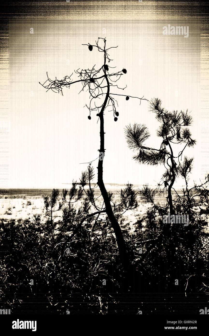 Alberi di pino a Cap Ferret spiaggia sulla costa atlantica della Francia Europa Foto Stock