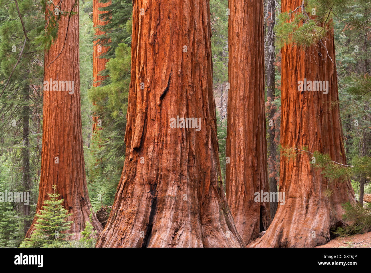 Corso di laurea e Tre Grazie alberi di sequoia in Mariposa Grove, Yosemite National Park, Stati Uniti d'America. Molla (Giugno) 2015. Foto Stock