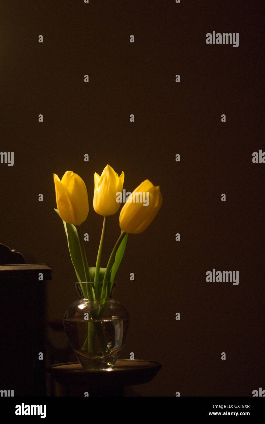 Tulipani gialli in vaso Foto Stock