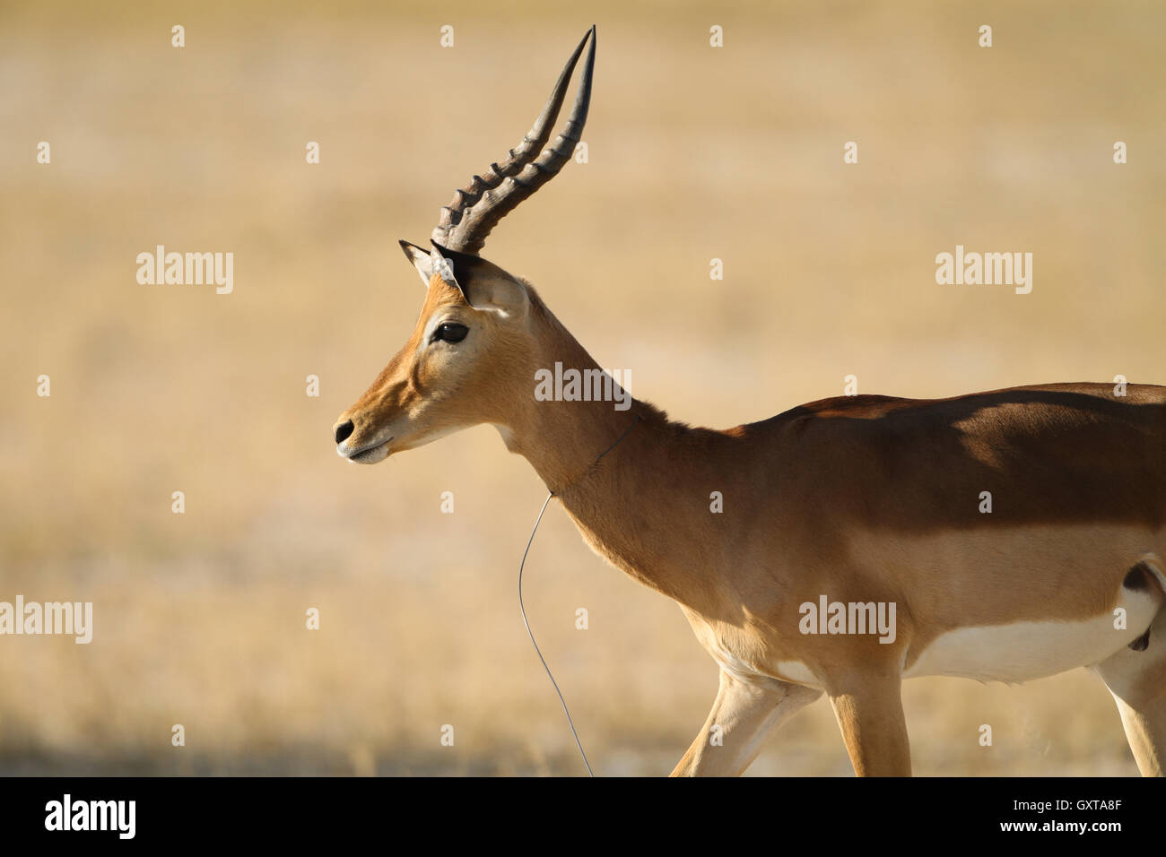 Impala maschio (Aepyceros melampus) con laccio intorno al suo collo Foto Stock