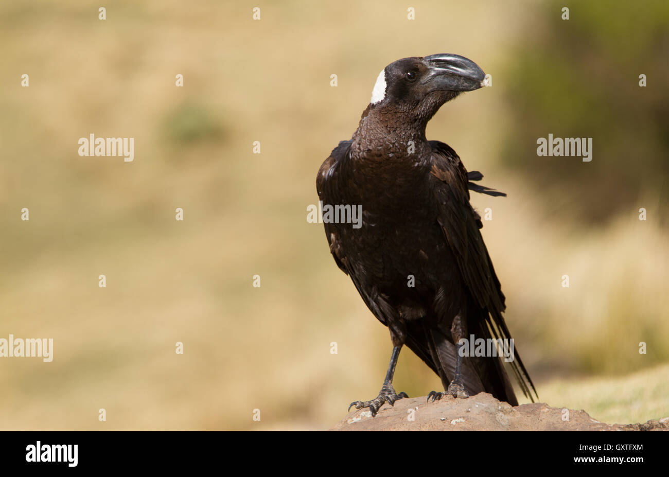 Thick-fatturati Corvo Imperiale (Corvus crassirostris) arroccata su una roccia Foto Stock
