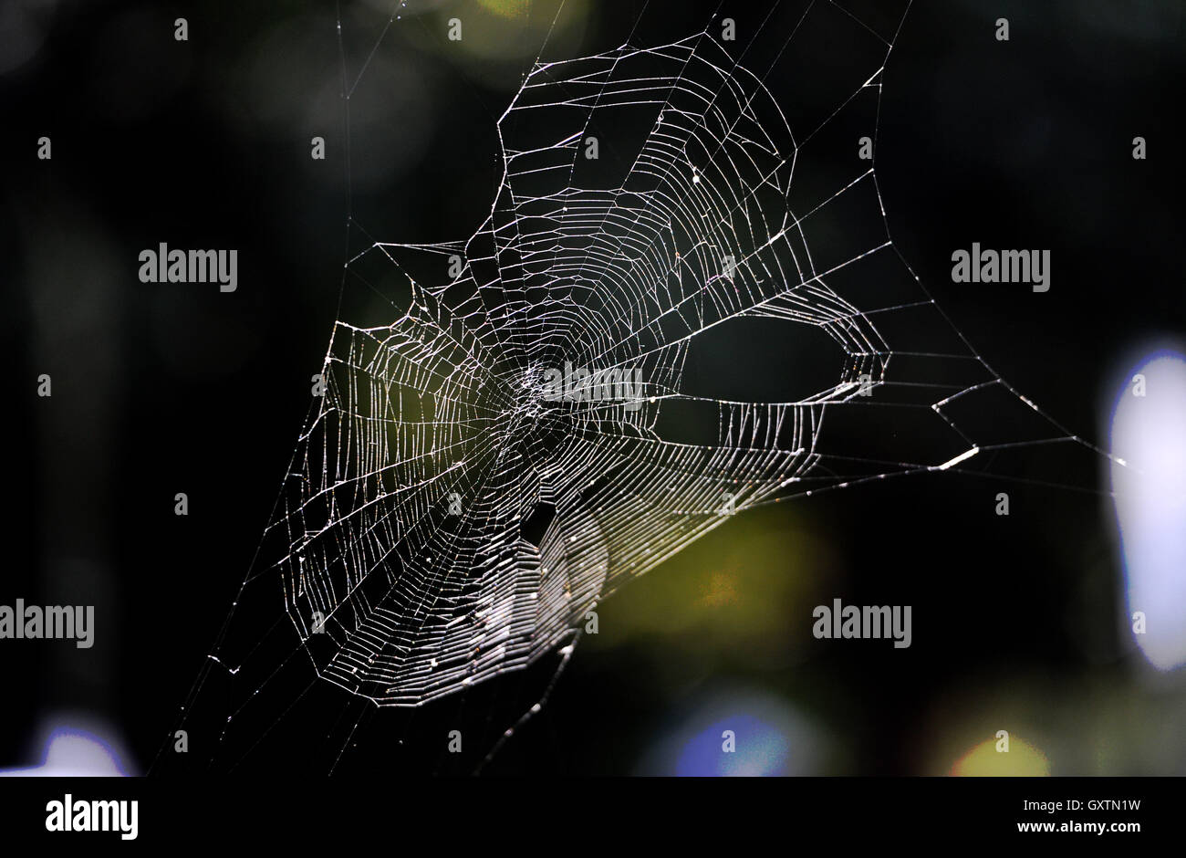 Web Spider UK Foto Stock