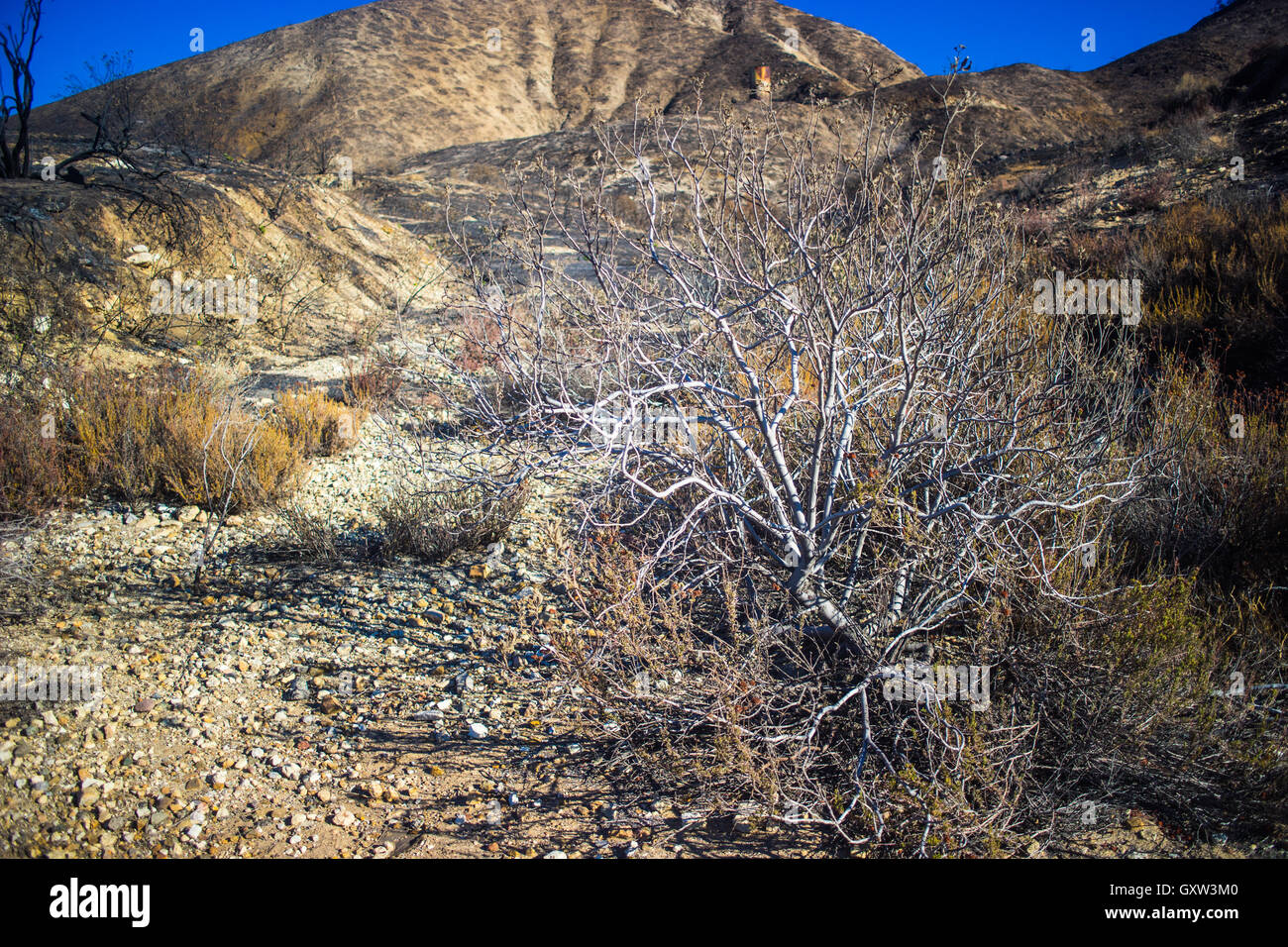 Bush cresce in colline rocciose del deserto. Foto Stock