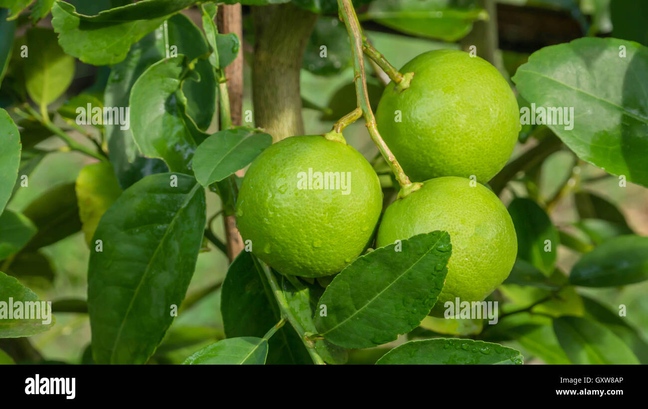Verde Lime Tree appesi ai rami di esso Foto Stock