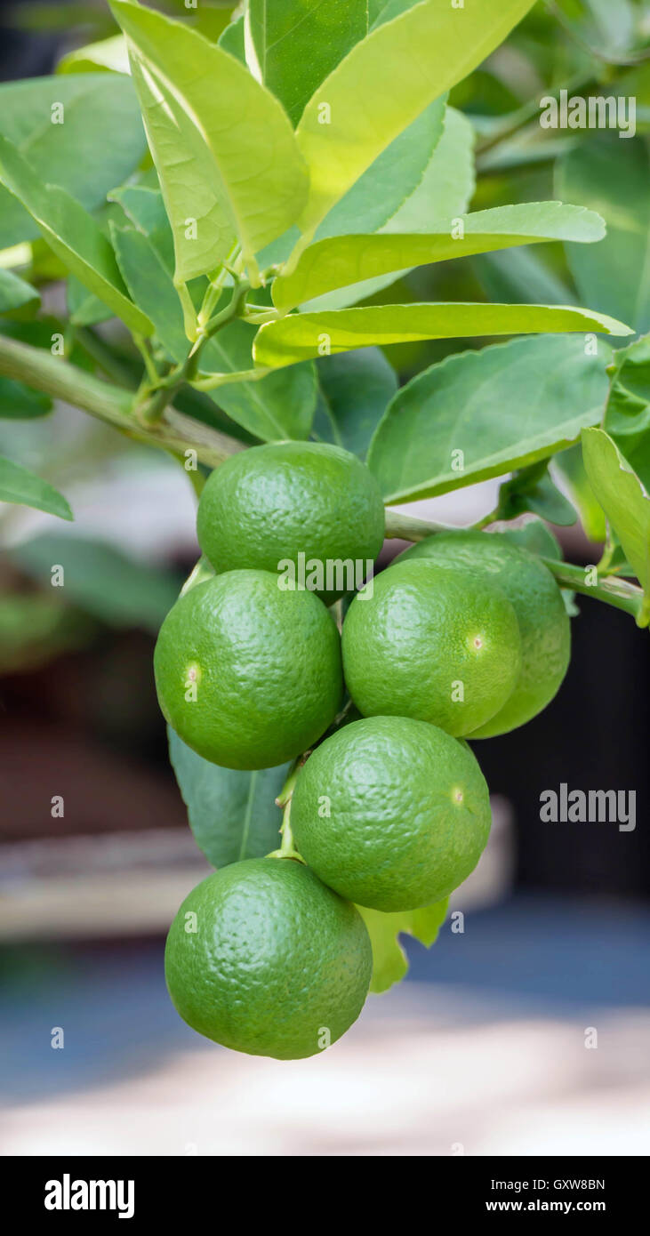 Verde Lime Tree appesi ai rami di esso Foto Stock