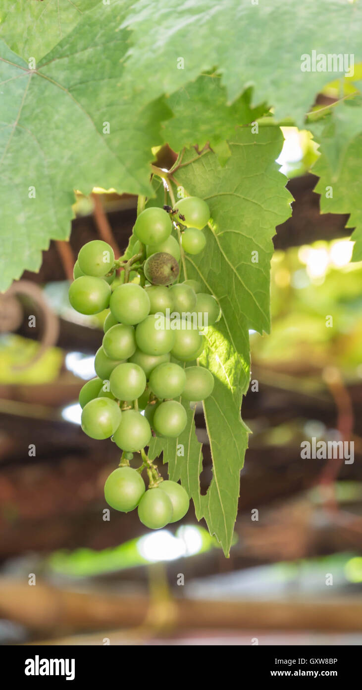 L'uva con foglie verdi sulla vite di frutta fresca Foto Stock