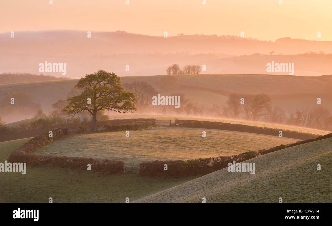 Foschia mattutina su colline vicino a Crediton, Devon. Molla (maggio) 2016. Foto Stock
