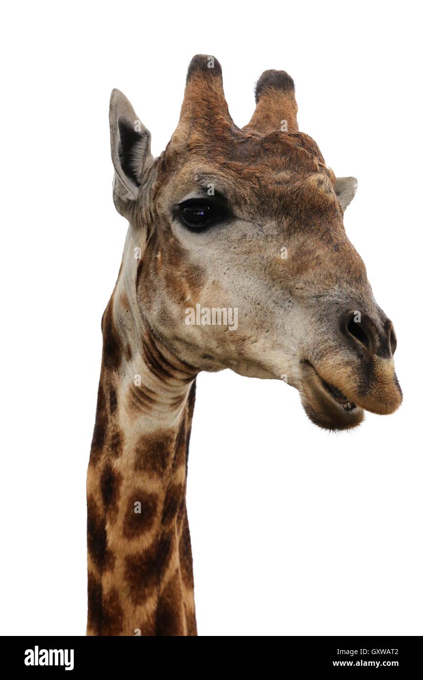 Giraffe - isolato Foto Stock
