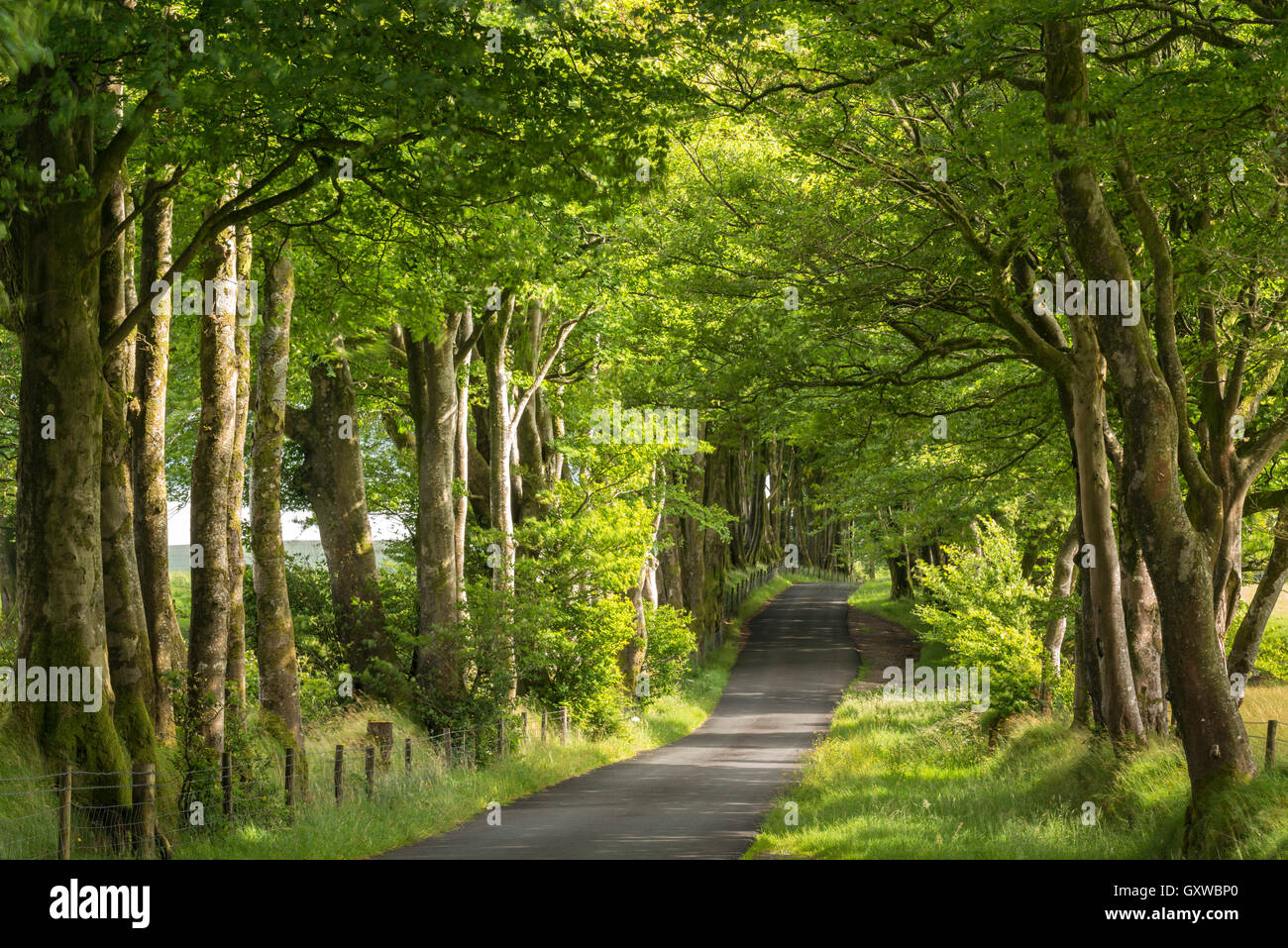Viale alberato in estate il sole, Dartmoor Devon, Inghilterra. In estate (Luglio) 2016. Foto Stock