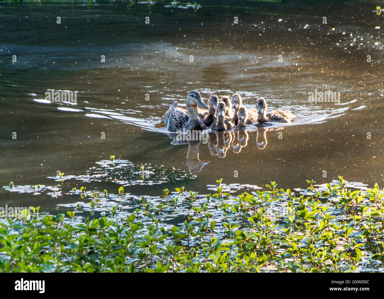 Mallard duck e papere in un stagno di ottenere protezione da MOM Foto Stock