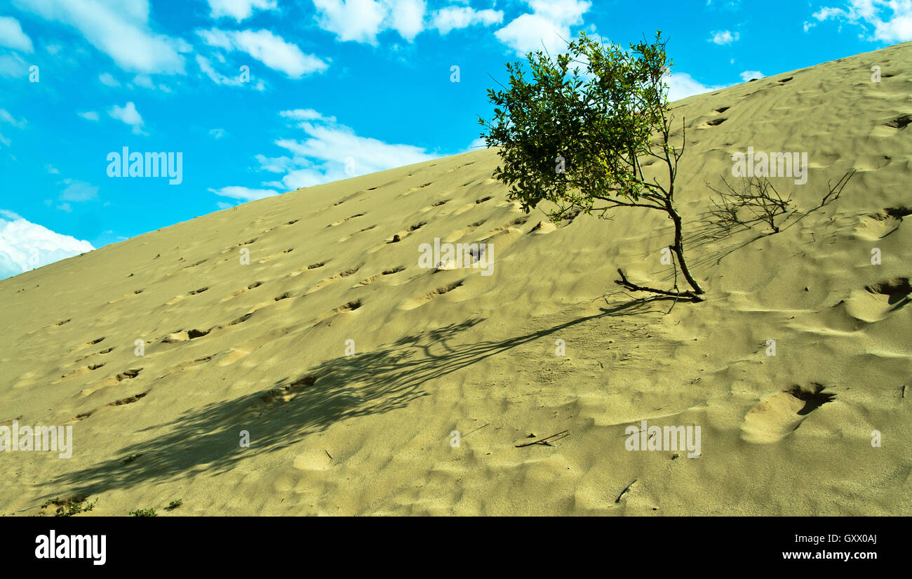 Lonely verde albero che cresce sulla sabbia bianca o deserto Foto Stock
