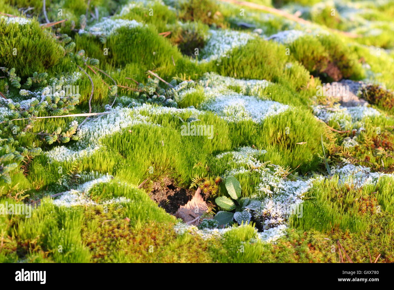 Close up di erba con luce neve a -4 gradi. Foto Stock