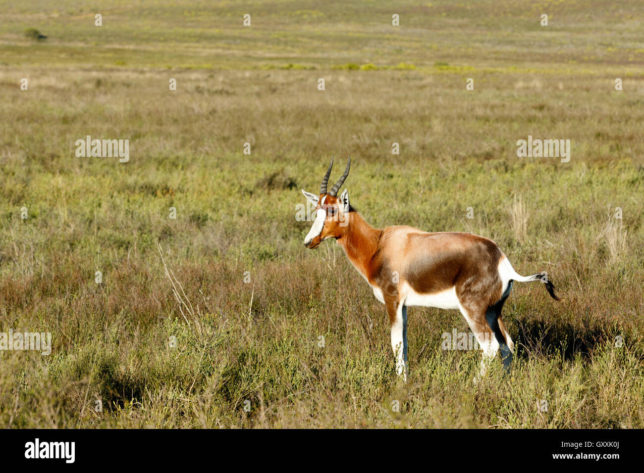 Ogni corpo ha bisogno di essere Bontebok -l'Bontebok è una di medie dimensioni, generalmente di colore marrone scuro antelope con un prominente, ampia white blaz Foto Stock