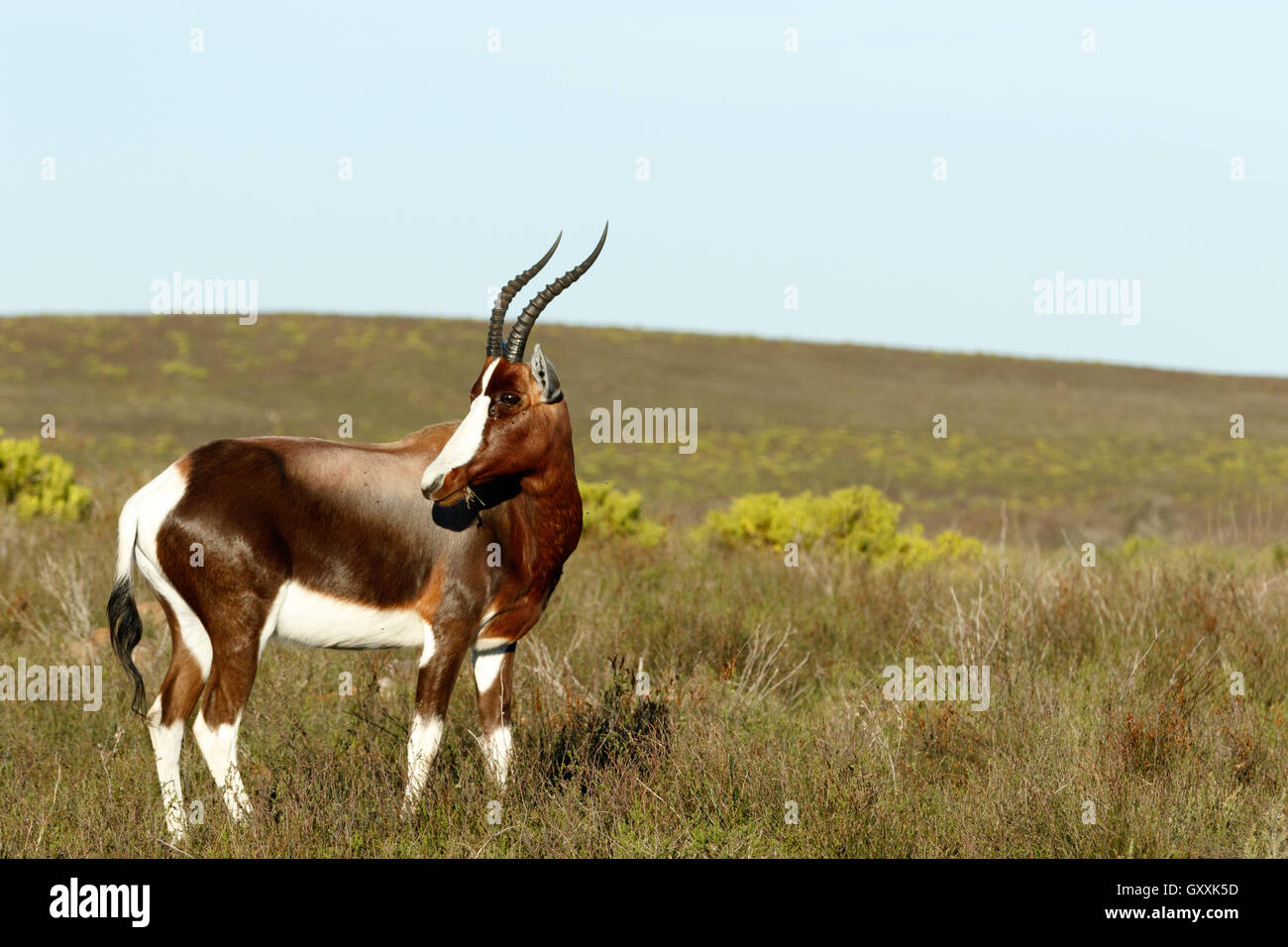 Basta mangiare erba Il Bontebok - Il Bontebok è una di medie dimensioni, generalmente di colore marrone scuro antelope con un prominente, ampia white blaz Foto Stock