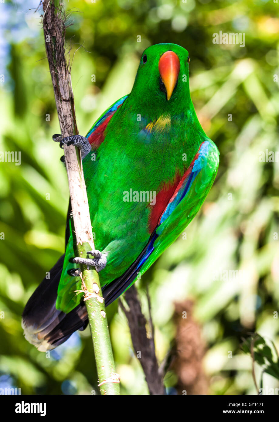 Maschio pappagallo Eclectus aggrappato a un ramo di albero Foto Stock