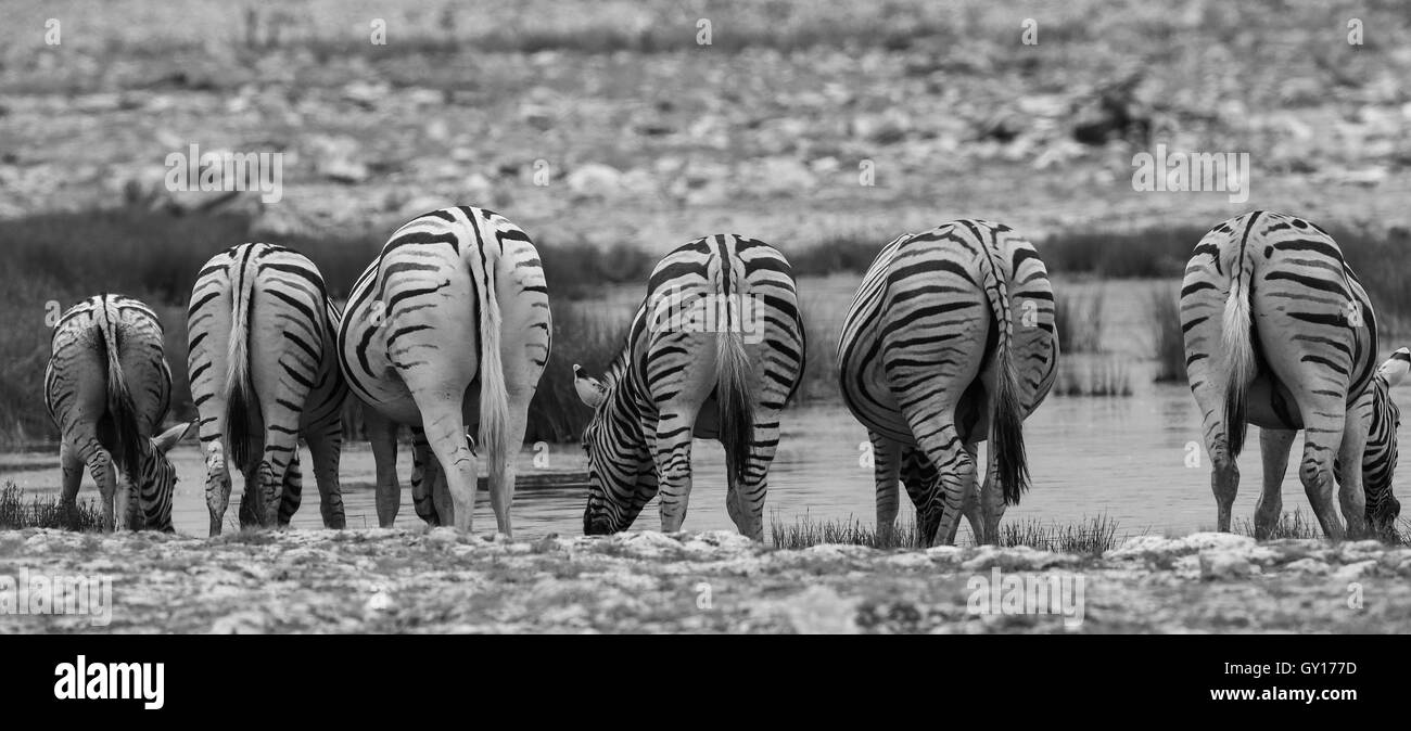 Vista posteriore di zebre bevendo al parco nazionale Etosha in Namibia. Foto Stock