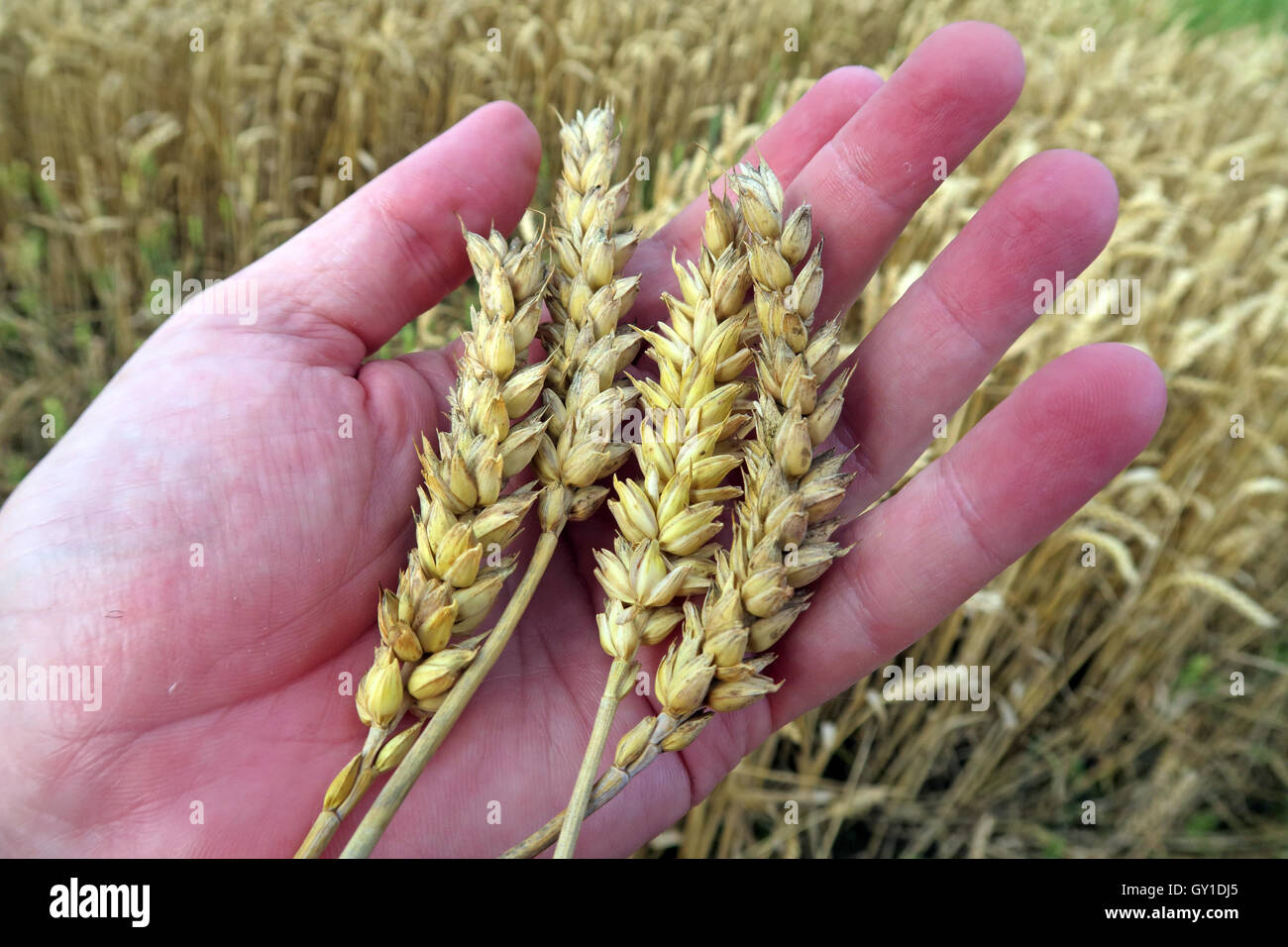 Azienda di orzo in mano,da un campo in estate, Cheshire, Inghilterra, Regno Unito Foto Stock