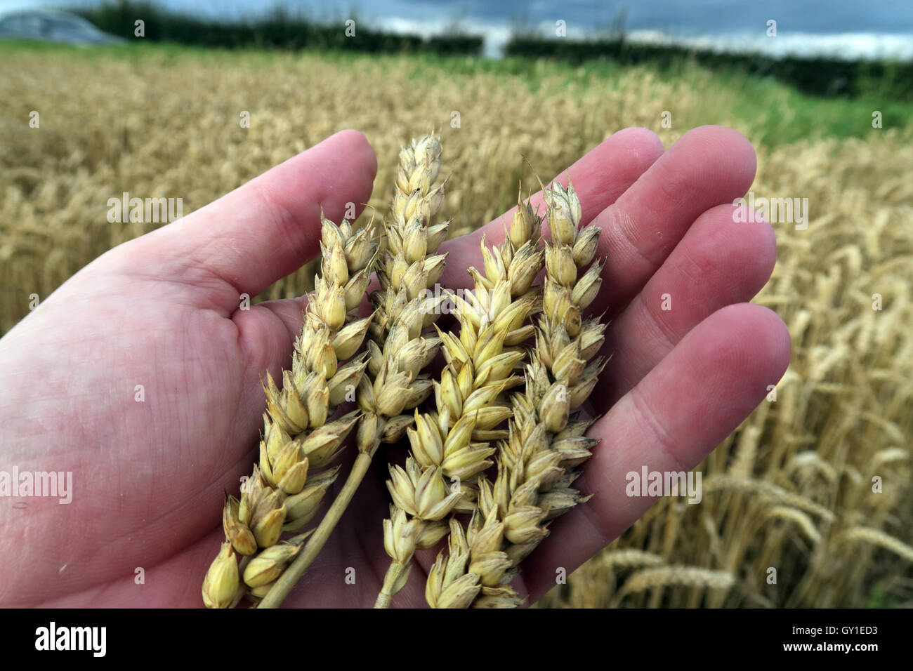Azienda di orzo in mano,da un campo in estate, Cheshire, Inghilterra, Regno Unito Foto Stock