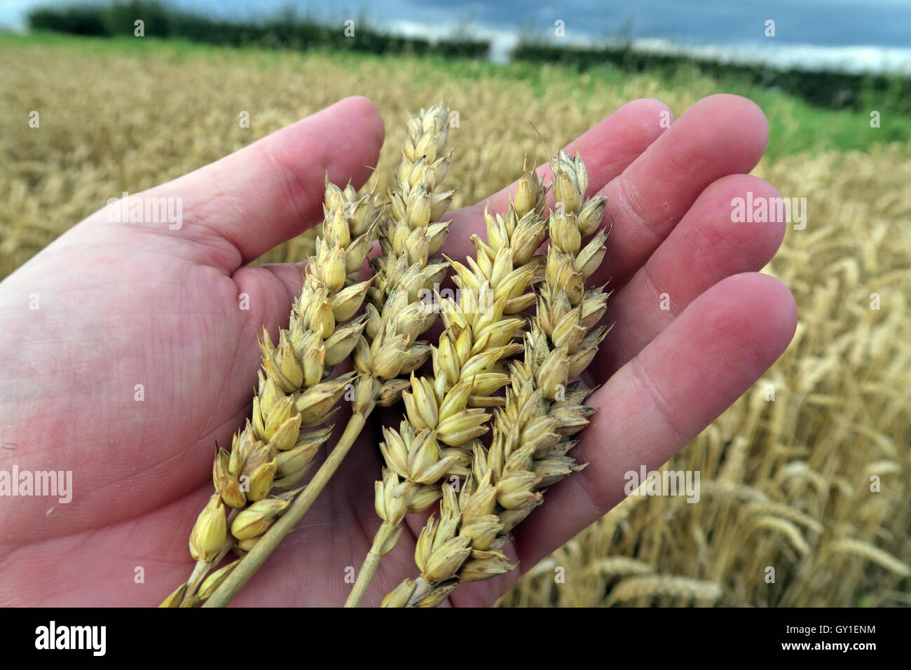 Azienda di orzo in mano,da un campo in estate, Cheshire, Inghilterra, Regno Unito Foto Stock