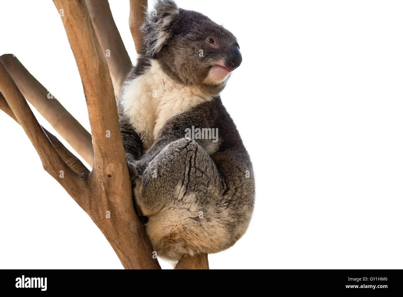 Australian Koala bear isolato con copyspace per slogan o messaggio di testo Foto Stock