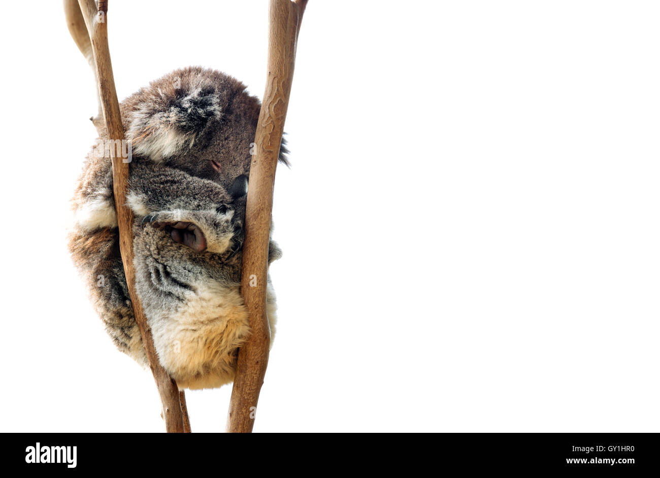 Australian Koala bear isolato con copyspace per slogan o messaggio di testo Foto Stock