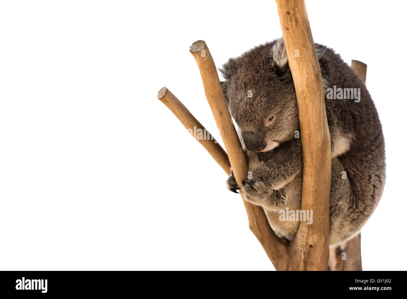 Australian Koala bear isolato con copyspace per slogan o messaggio di testo Foto Stock