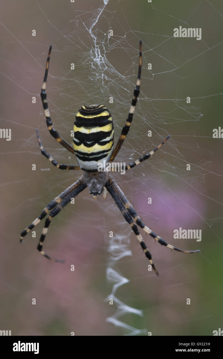Close-up di wasp femmina spider (Argiope bruennichi) sul web tra heather. Foto Stock