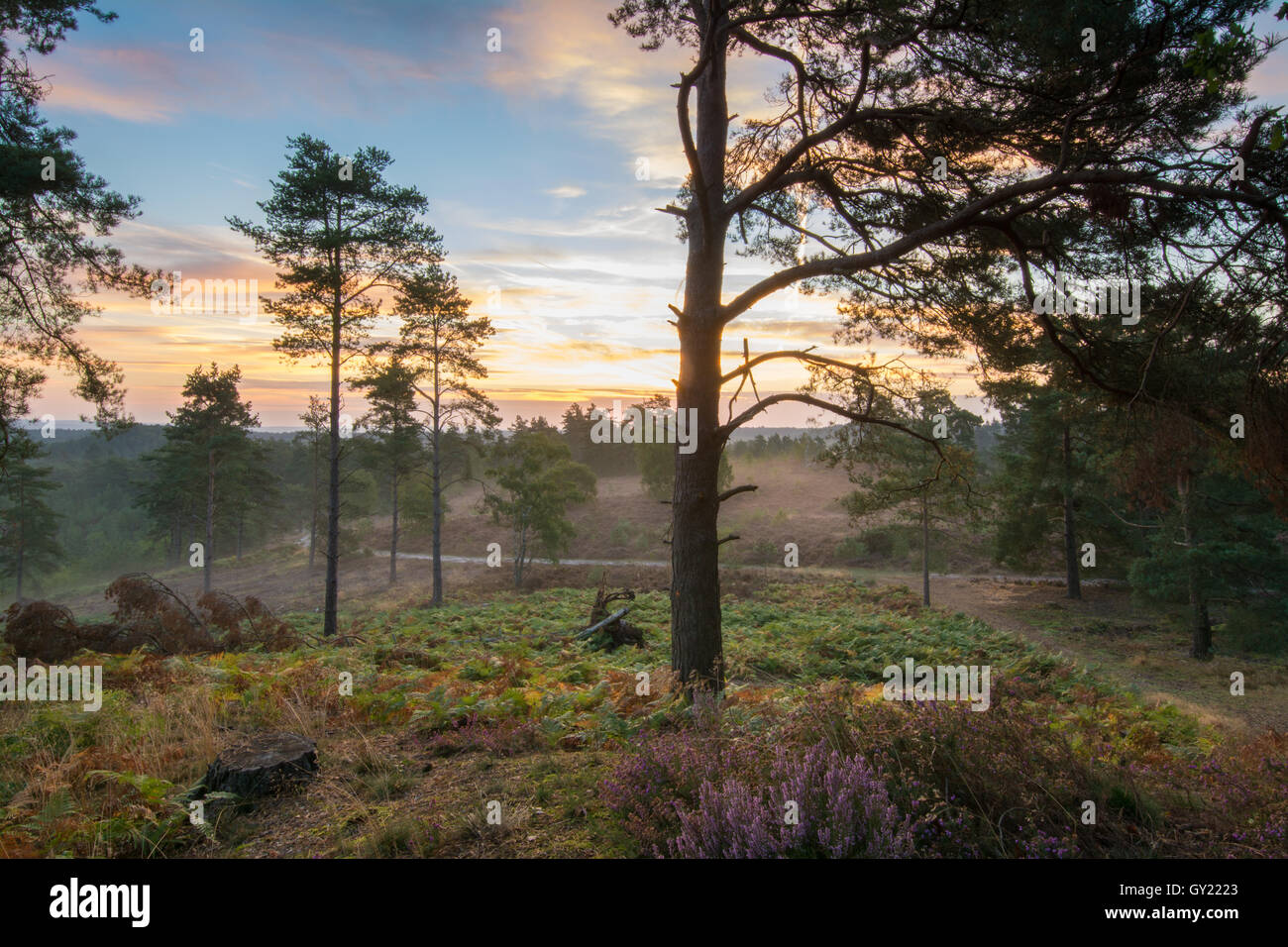 La mattina presto vista a Frensham lampeggia nel Surrey, Inghilterra Foto Stock