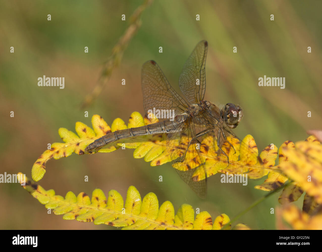 Common darter dragonfly femmina (Sympetrum striolatum) appollaiato su giallo bracken nel Surrey, Inghilterra Foto Stock
