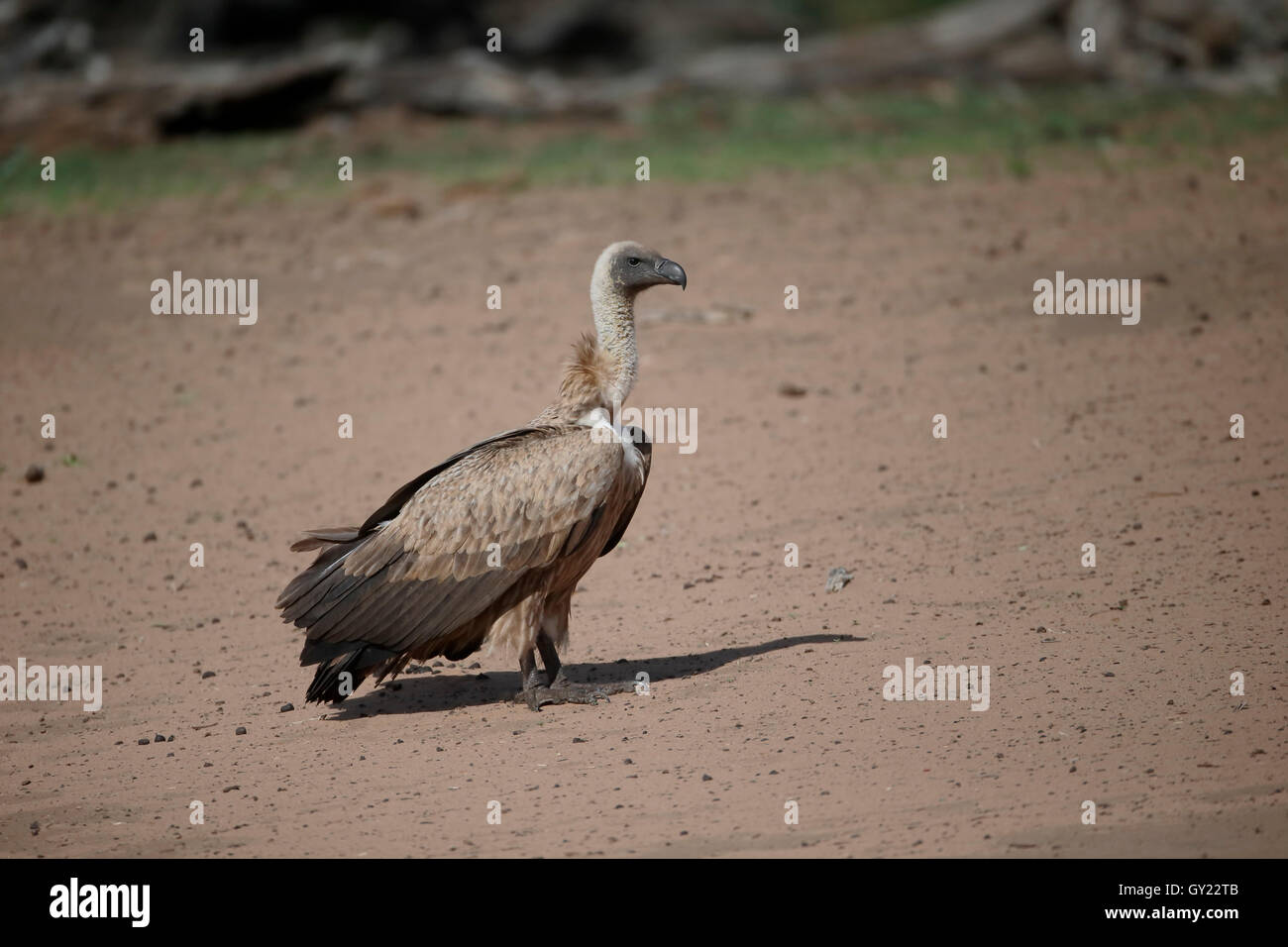 African white-backed vulture, Gyps africanus, singolo uccello sul pavimento, Sud Africa, Agosto 2016 Foto Stock