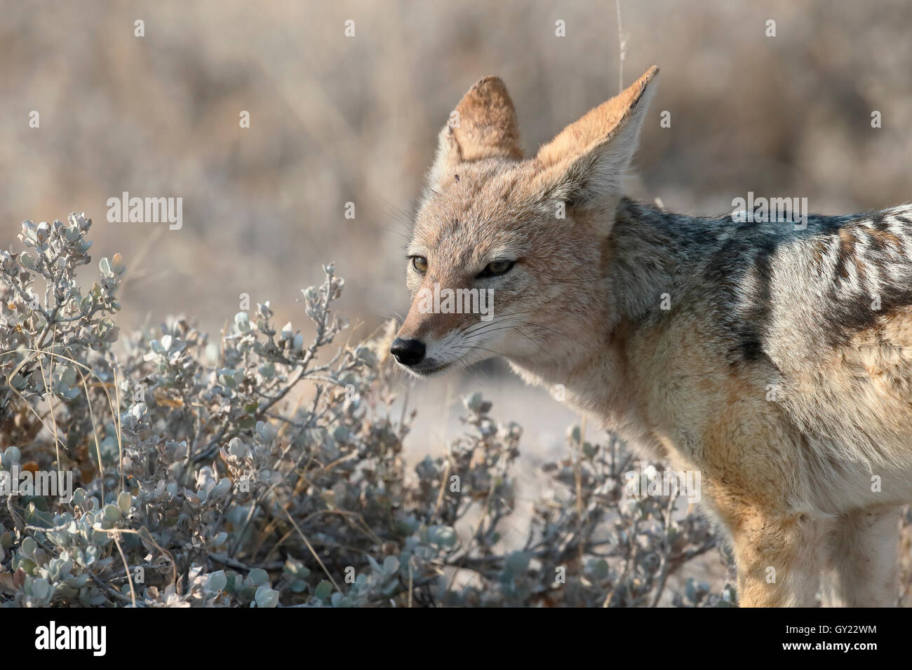 Nero-backed jackal, Canis mesomelas, unico mammifero, Sud Africa, Agosto 2016 Foto Stock