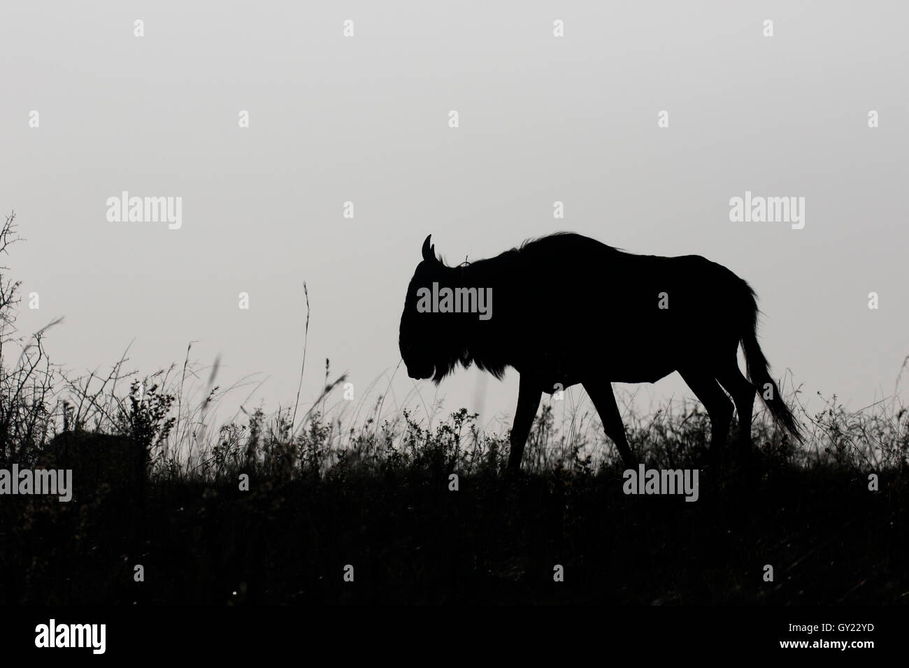 Blue GNU, Connochaetes taurinus, unico mammifero retroilluminato, Sud Africa, Agosto 2016 Foto Stock