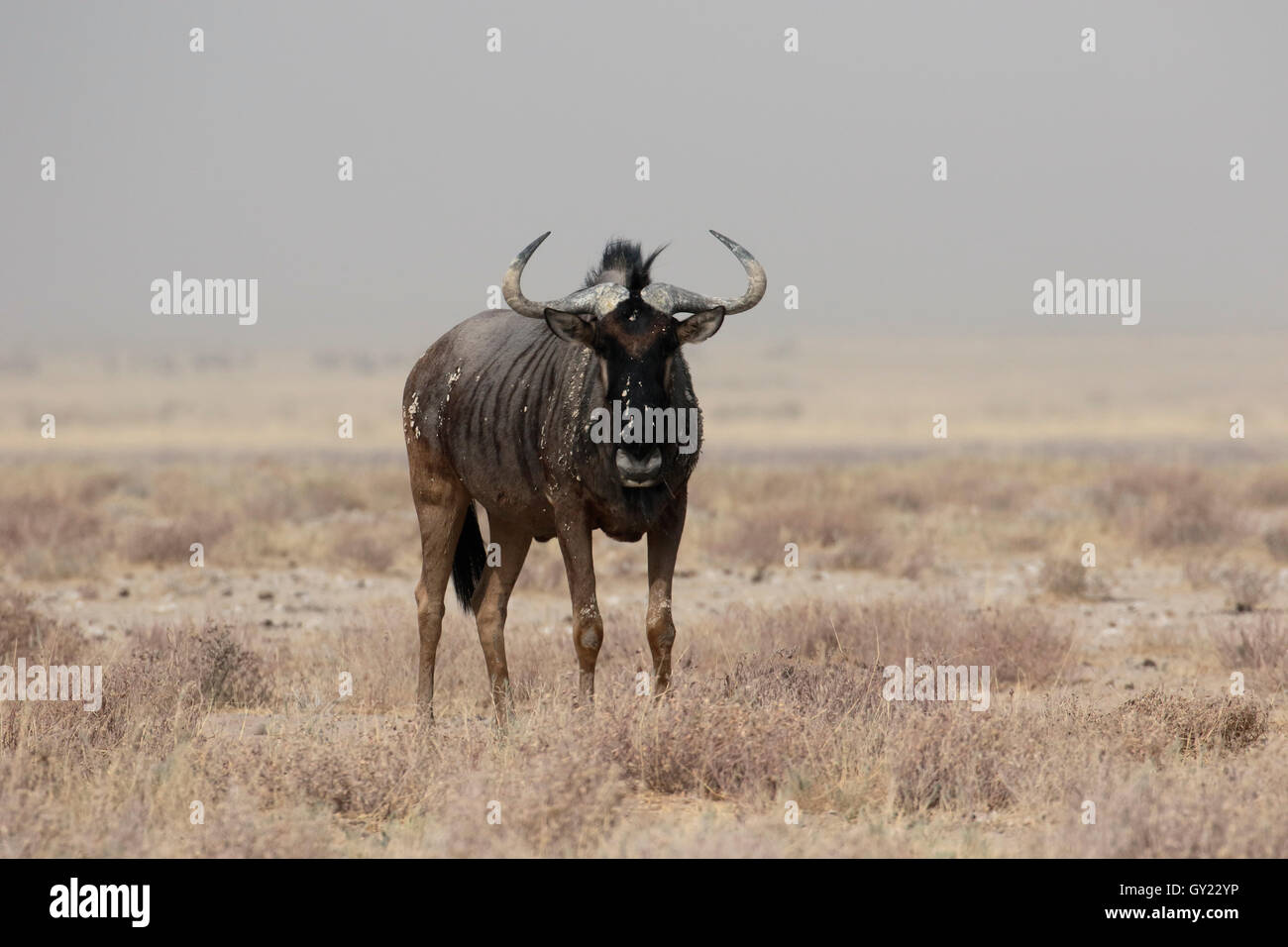 Blue GNU, Connochaetes taurinus, unico mammifero, Sud Africa, Agosto 2016 Foto Stock